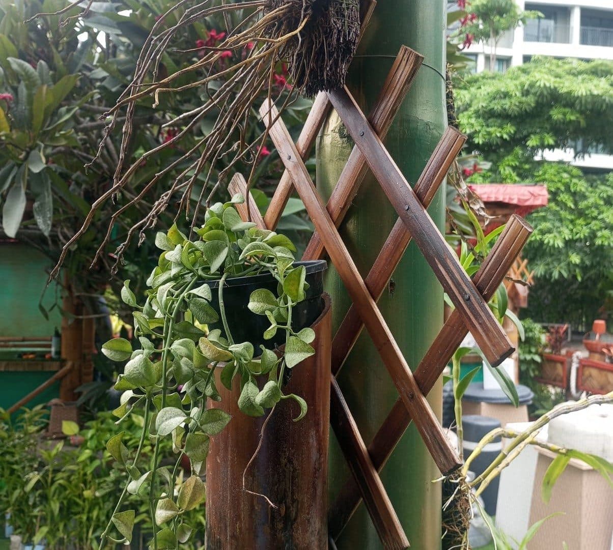 Layered greenery along a bamboo walkway at Rosedale Plaza